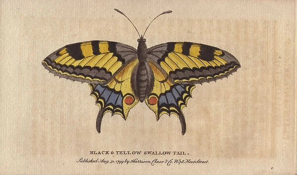 Black and yellow swallowtail butterfly, Papilio machaon
