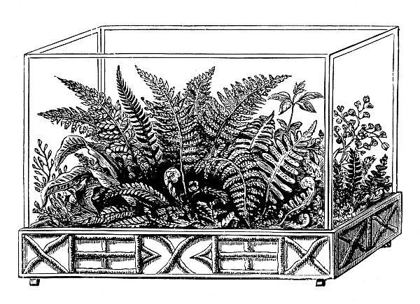 Wardian case with ferns