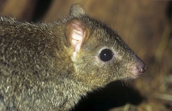 Brush-tailed bettong. Also known as: Brush-tailed rat kangaroo and woylie