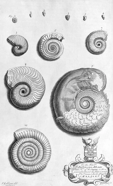 Ammonite fossils, 18th century C013  /  7816