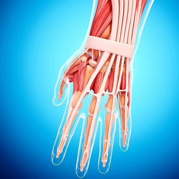 Human hand musculature, artwork F007  /  3227