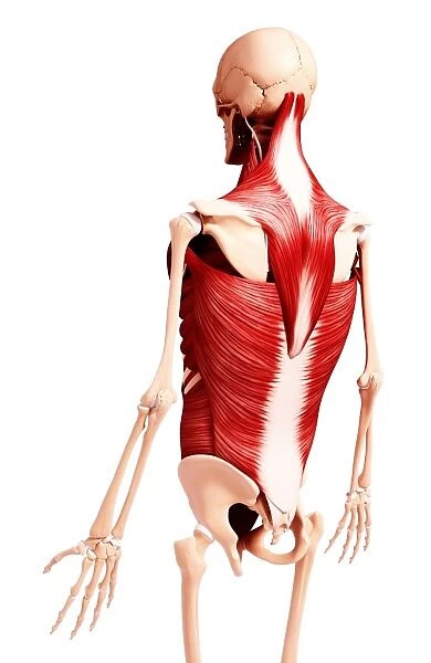 Human musculature, artwork F007  /  4829