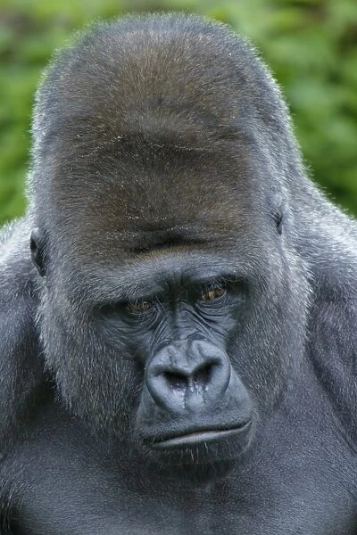 Western Lowland Gorilla (Gorilla gorilla gorilla) silverback adult male, close-up of head