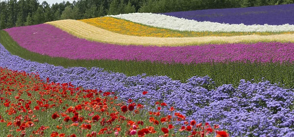 Colorful flowers in the lavender farm, Furano, Hokkaido Prefecture, Japan