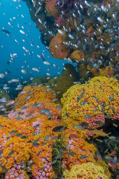 Indonesia, West Papua, Triton Bay. Coral reef scenic