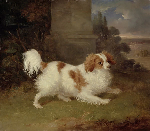 A Blenheim Spaniel, c. 1820-30 (oil on canvas)