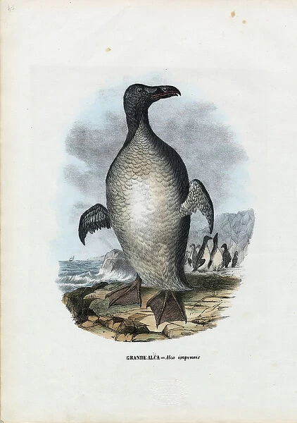 Great Auk, 1863-79 (colour litho)