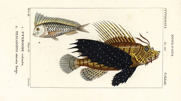 Red lionfish, Pterois volitans, Pteroide volante 1, and blue blanquillo, Taenianotus latovittatus, Tenianoto striata larga 2