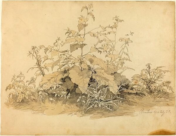 Johann Christian Heerdt (German, 1812 - 1878), Wild Plants near Birstein, 1835, graphite