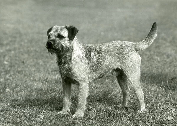 Fall  /  Border Terrier  /  1958