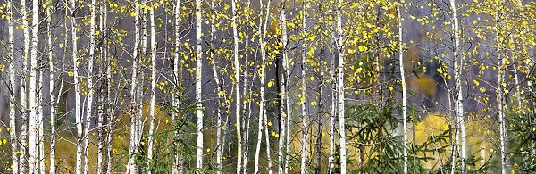 Aspens highlight an autumn coloured forest