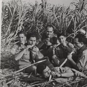 Boy scouts in sugar cane field, Egypt