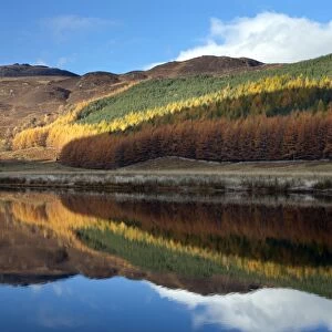 Conifer trees in autumn colour with reflection - November - Cannich - Scotland