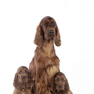 Dog - Irish Setter - Puppies with mother