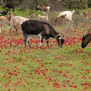 Goats - herd grazing through field of scarlet peacock anemones - in spring - Mani peninsula - Greece