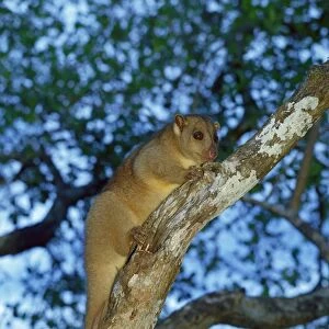 Grey Cuscus / formerly known as North Common Cuscus; on branch in tree, Western Sepik, Papua New Guinea JPF27241
