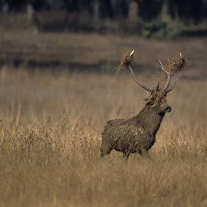 Hard Ground Swamp Deer during rutting season Kanha National Park, India