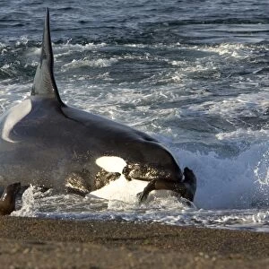 Killer whale / Orca - The adult male known as "MEL", 45 to 50 years old when these images were taken (March 2006), hunting South American Sealion pups on a beach at Punta Norte, Valdes Peninsula, Province Chubut, Patagonia, Argentina