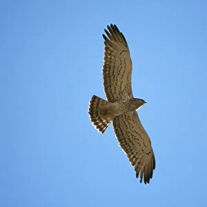 Short-toed Snake Eagle - in flight Panna National Park - India