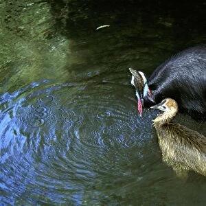 Southern Cassowary (Casuarius casuarius) and chick, bathing. An endangered species due to loss of habitat. Tropical rainforest, North Queensland, Australia, Australia, New Guinea JPF33852