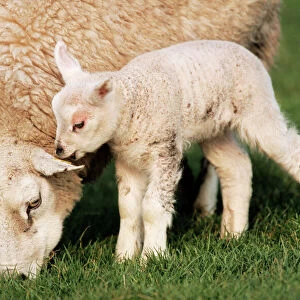 Sheep Related Images