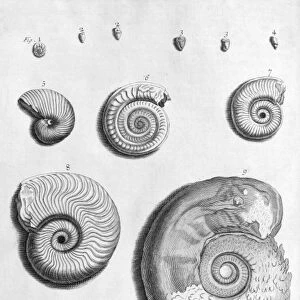 Ammonite fossils, 18th century C013 / 7816