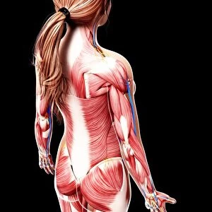 Female musculature, artwork F007 / 4996