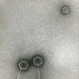 TEM of Lambda bacteriophages