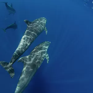 A pod of Indo-Pacific bottlenose dolphin (Tursiops aduncus), off Bangka Island, off the northeastern tip of Sulawesi, Indonesia, Southeast Asia, Asia