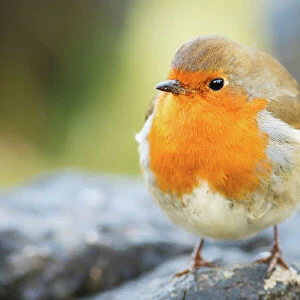 Robin, garden bird, Scotland, United Kingdom, Europe