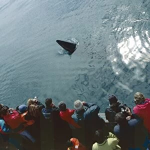 Minke whale (Balaenoptera acutorostrata) spy hopping near a whale-watching boat. Husavik, Iceland