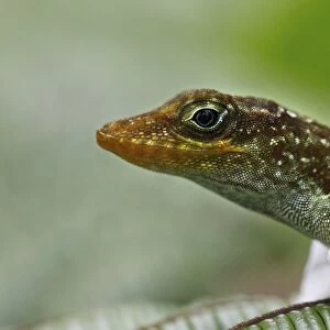 Dominican Anole (Anolis oculatus) adult, close-up of head, shedding skin, Dominica, Lesser Antilles, June