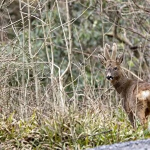 Roe Deer buck in velvet