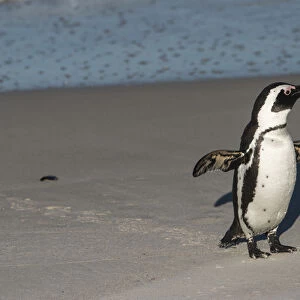 African penguin (Sphenisus demersus) returning to colony Situated near Simonas Town