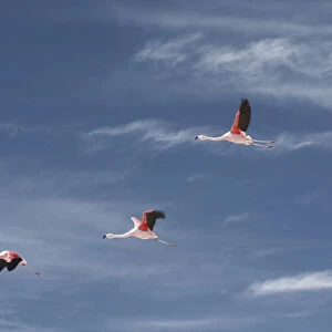Chiean Flamingos in flight at the Atacama Salt Lake in midday