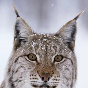 Close-up portrait of a European lynx. Polar Park, Bardu, Troms, Norway
