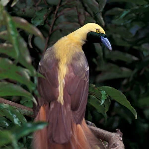 Pacific, Papua New Guinea Greater Bird of Paradise (Paradisaea apoda)