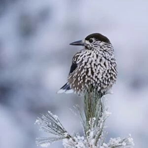 Spotted Nutcracker (Nucifraga caryocatactes), adult perched on frost covered Swiss