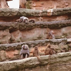 Baboons, Unidentified Papio Species, sitting and lying on rock wall, low angle view