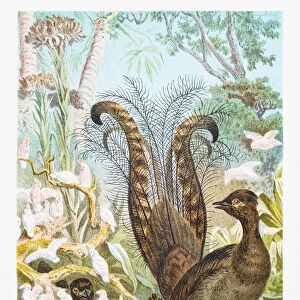 Lyrebird illustration 1882