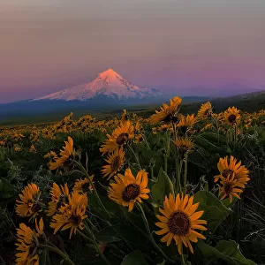 Mount Hood and Wildflowers in Spring