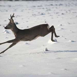 Roe deer (Capreolus capreolus) jumping in snow, Allgaeu, Bavaria, Germany, Europe
