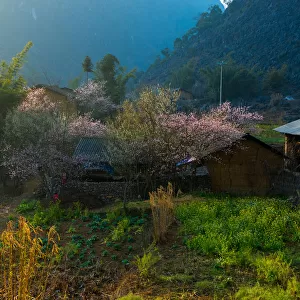 Vietnam - Ha Giang village landscape in springtime