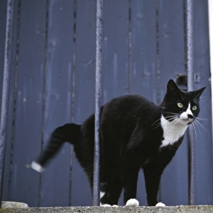 Black and white cat arching back in alarm behind metal railings of stariway to stone