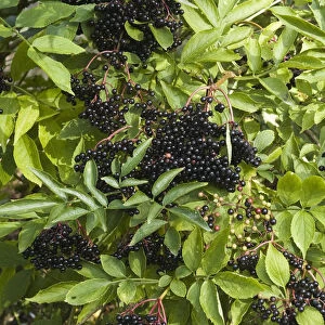 Elderberrries gowing on elder bushes in Kentish hedgerow in September credit: Marie-Louise