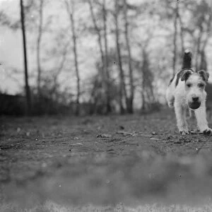 Mr Tophams dog Tony. 1939