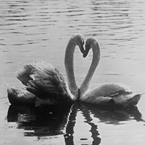 Two with a single heart! Graceful necks as swans do a little billing and cooing in