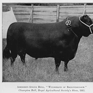 Aberdeen-Angus Bull, Wildgrave of Ballindalloch, Champion Bull, Royal Agricultural Societys Show, 1911 (b / w photo)