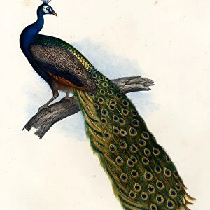 Indian Blue Peafowl, 1864 (colour litho)