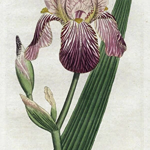 Iris a smell of elderberry - Lithography by James Sowerby (1757-1822), plate from William Curtis's Botanical Magazine (1746-1799), 1792 (England) - Elder-scented or German iris